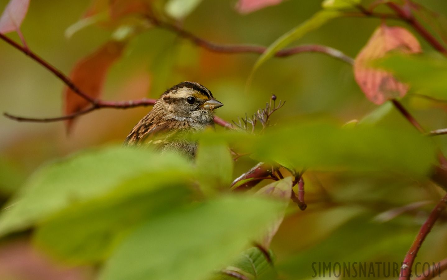 Zonotrichia albicollis [400 mm, 1/1250 sec at f / 7.1, ISO 2000]